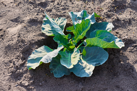 Cabbage growing in garden. Fresh cabbage on soilの写真素材