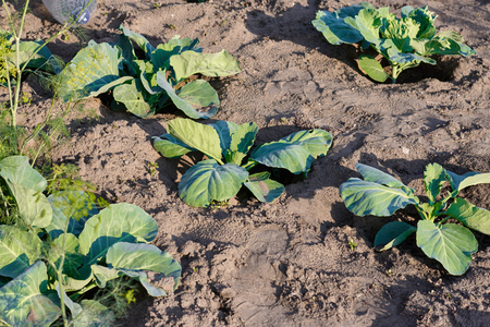 Cabbage growing in garden. Fresh cabbage on soilの写真素材