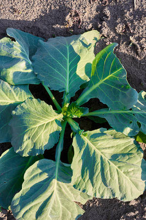 Young cabbage growing in farm land fieldの写真素材