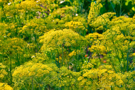 Close up yellow flowers of dill in vegetable garden. Background natural with fennel umbrella