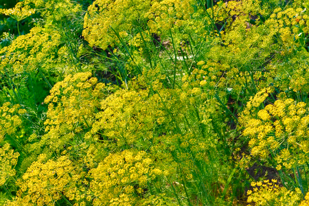 Close up yellow flowers of dill in vegetable garden. Background natural with fennel umbrellaの写真素材