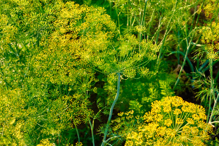 Yellow dill plant and flower as agricultural background sunset. Fresh green fennelの写真素材