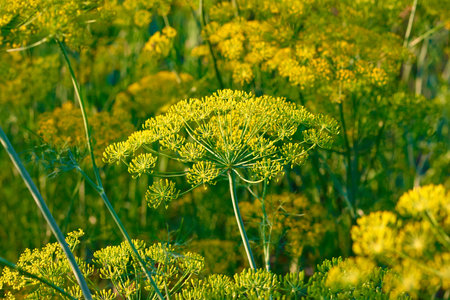 Yellow dill plant and flower as agricultural background sunset. Fresh green fennel