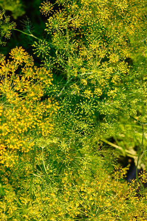 Yellow dill plant and flower as agricultural background sunset. Fresh green fennelの写真素材