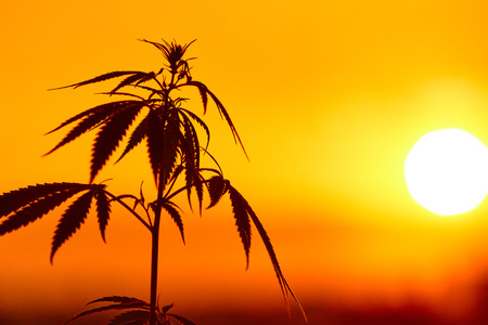 Silhouette of cannabis, marijuana plants before harvest time in sunshine. Warm shades of setting sunの写真素材