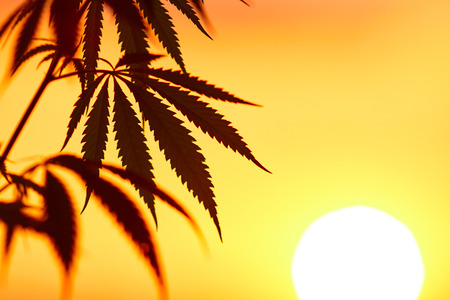 Silhouette of cannabis, marijuana plants before harvest time in sunshine. Warm shades of setting sunの写真素材