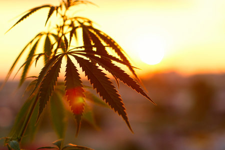 Silhouette marijuana growing outdoor plants cultivation. Cannabis lit by warm evening sunset light....