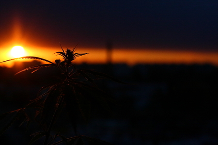 Silhouette of hemp and marijuana before harvest in sunlight. Ganja, cannabis blurred background with warm shades of setting sunの写真素材