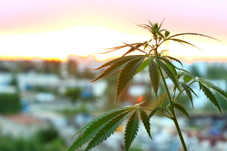 Thematic photos of hemp and marijuana in sunlight. Silhouette ganja, cannabis on blurred background with warm shades of setting sun. Concept of drug cultivationの写真素材