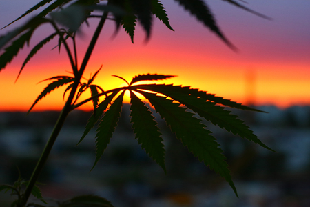 Silhouette of hemp and marijuana before harvest in sunlight. Ganja, cannabis blurred background with warm shades of setting sunの写真素材