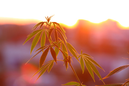 Marijuana bush, cannabis plants before harvest in sunlight at sunset of setting sun. Thematic photos of hemp, background imageの写真素材