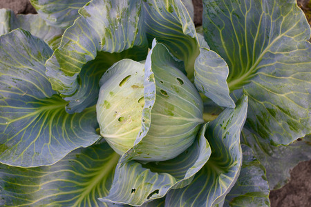 Closeup of fresh green organic cabbage maturing head growing in vegetable farmの写真素材