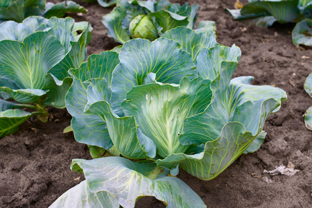Cabbage head fresh are growing in garden. Organic vegetable background.  Agriculture conceptの写真素材