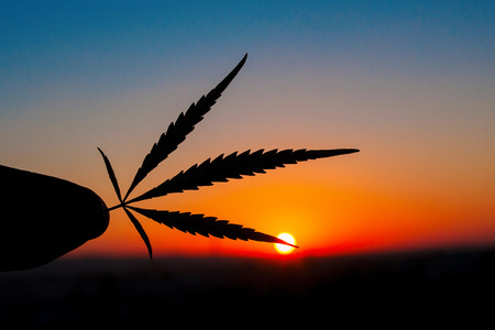 Marijuana leaves in the hands of man, cannabis on the background of the sunset sky with sunlight, beautiful background, concept of growingの写真素材