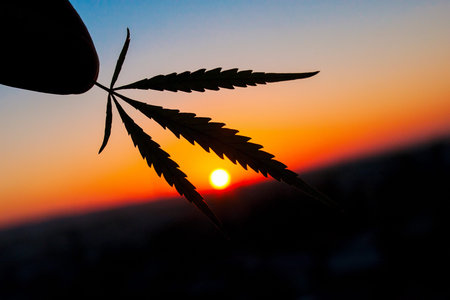 Silhouette of hand holding cannabis leaf at sunrise. Marijuana leaves on background of the sunset sky with sunlightの写真素材