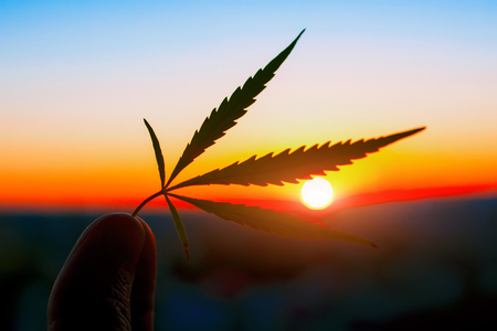 Cannabis leaf in hand on the horizon with sunset. Marijuana leaves against the backdrop of beautiful sunsetの写真素材