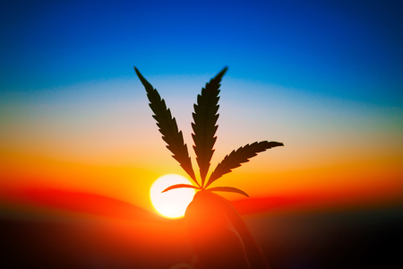 Cannabis leaf in hand on the horizon with sunset. Marijuana leaves against the backdrop of beautiful sunsetの写真素材