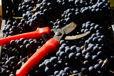 Blue grapes for winemaking. Grapes on branch in vineyard in Italy. Red scissors in the drawer. Harvesting.の写真素材