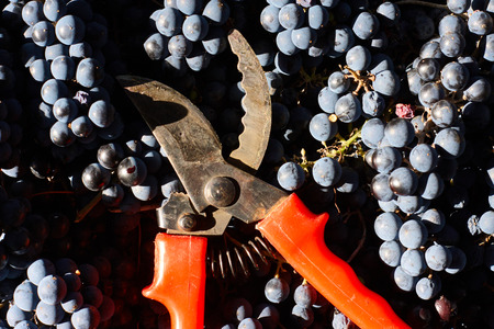 Blue grapes for winemaking. Grapes on branch in vineyard in Italy. Red scissors in the drawer. Harvesting.の写真素材