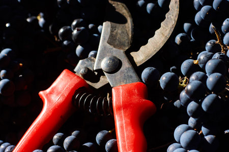 Blue grapes for winemaking. Grapes on branch in vineyard in Italy. Red scissors in the drawer....
