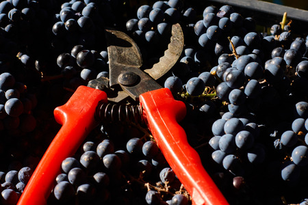 Blue grapes for winemaking. Grapes on branch in vineyard in Italy. Red scissors in the drawer. Harvesting.の写真素材