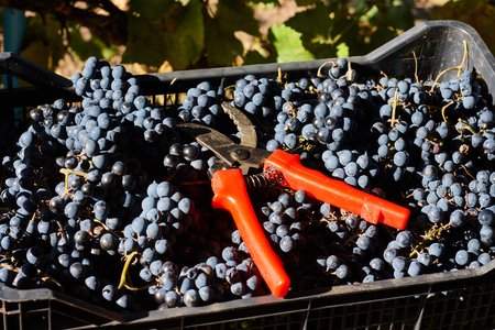 Blue grapes for winemaking. Grapes on branch in vineyard in Italy. Red scissors in the drawer. Harvesting.の写真素材