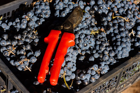 Blue grapes for winemaking. Grapes on branch in vineyard in Italy. Red scissors in the drawer....