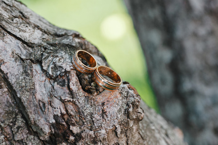 Two wedding gold rings on tree branch with bark texture close-upの写真素材