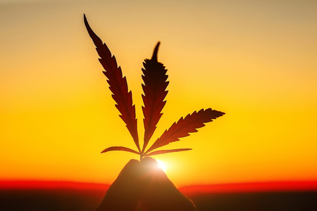 Leaf of marijuana against the sunset sky with sun rays. Hemp medicine. Thematic photos of cannabis and ganjaの写真素材