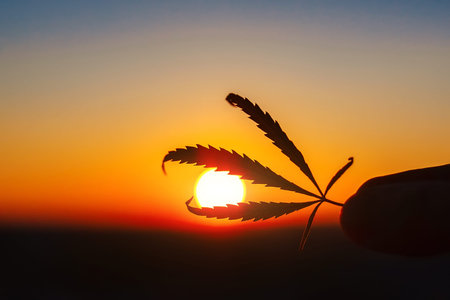Leaf of marijuana against the sunset sky with sun rays. Hemp medicine. Thematic photos of cannabis and ganjaの写真素材