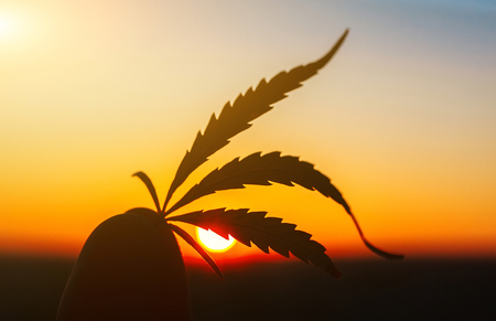 Leaf of marijuana against the sunset sky with sun rays. Hemp medicine. Thematic photos of cannabis and ganjaの写真素材