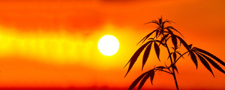 Panorama of marijuana with blurred background at sunset. Silhouette of cannabis against the sky. Growing hemp. Copy spaceの写真素材