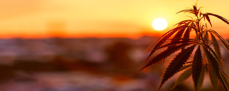 Panorama of marijuana with blurred background at sunset. Silhouette of cannabis against the sky. Growing hemp. Copy spaceの写真素材