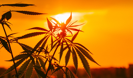 Growing Premium Marijuana and Cannabis Products. Medical THC and CBD contents in Sativa, Indica. Outdoor cultivation silhouette plant. Blurred background with soft focusの写真素材