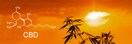 Cannabis of the formula CBD. Growing premium marijuana products. Medical THC content in Sativa, Indica. Outdoor cultivation silhouette plant. Blurred background with soft focusの写真素材