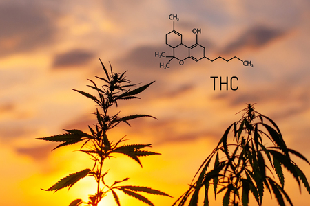 Tetrahydrocannabinol and drawn his chemical formula. Structural model of THC molecule. Growing premium marijuana and cannabis medical productsの写真素材