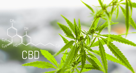 Cannabis of the formula CBD cannabidiol. Concept of using marijuana for medicinal purposes.の写真素材