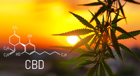 Cannabis of the formula CBD cannabidiol. Concept of using marijuana for medicinal purposes.の写真素材