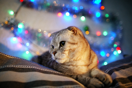 Scottish Fold cat on a blurred background with a garland of Christmas lights. Animal portrait. New Yearの写真素材