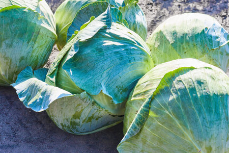 Green natural vegetative round heads cabbage. Vegetarian food concept. Cabbage farm product on a...
