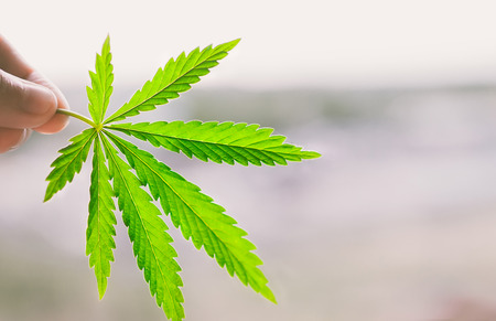 Close up of hemp (cannabis) growing plant with blurred background.  A place for copy spaceの写真素材