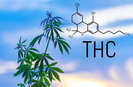 THC Tetrahydrocannabinol formula psychoactive cannabis buds marijuanaの写真素材