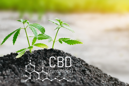 Growing natural marijuana with small seedlings from
soil for the production of cannabis essential oil in medicinal preparations. CBD oil cannabidiol formulaの写真素材