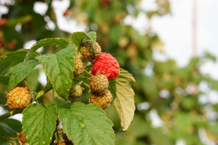 Branch of raspberry on bush with red ripe and unripe berries, copy space