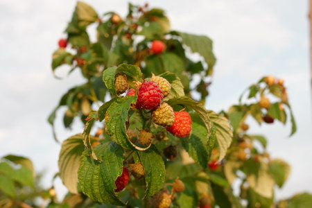 Branch of raspberry on bush with red ripe and unripe berries, copy space