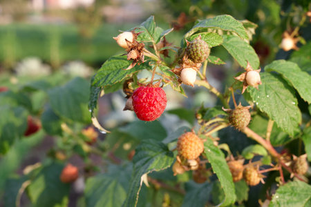 Branch of raspberry on bush with red ripe and unripe berries, copy space