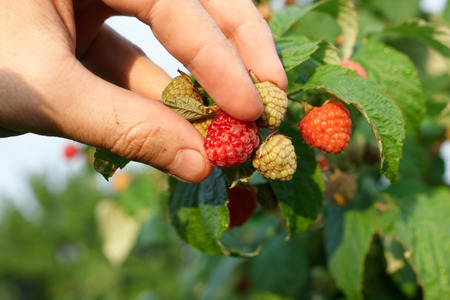 Hand gather raspberries on a bush. Close up of raspberry cane. Summer garden in village. Growing berries harvest at farmの写真素材