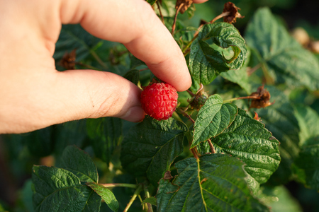 Hand gather raspberries on a bush. Close up of raspberry cane. Summer garden in village. Growing berries harvest at farmの写真素材