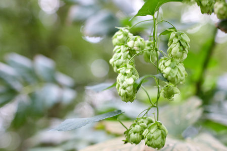Green fresh hop cones for making beer and bread close up