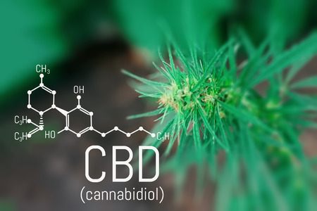 Cannabidiol (CBD) cannabis molecule. Skeletal formula. Has antipsychotic effects. Chemistry hempの写真素材